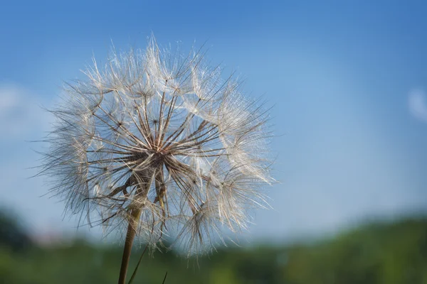 Gros pissenlit sur fond bleu — Photo