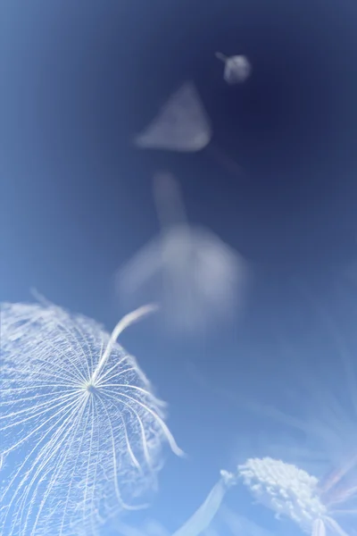Fliegende Löwenzahnsamen auf blauem Hintergrund — Stockfoto