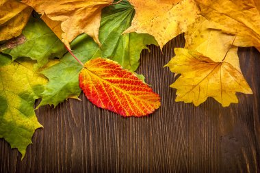 sonbahar yaprak çerçeve için kelime ve INsc ağacıyla üzerinde gizli