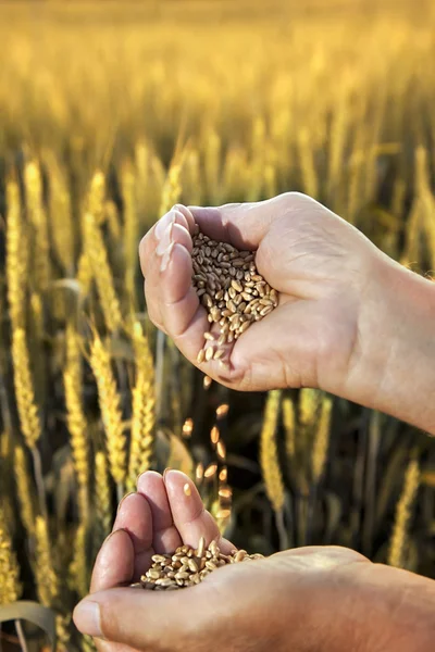 Wheat in the hands of men on the background field — Stock Photo, Image