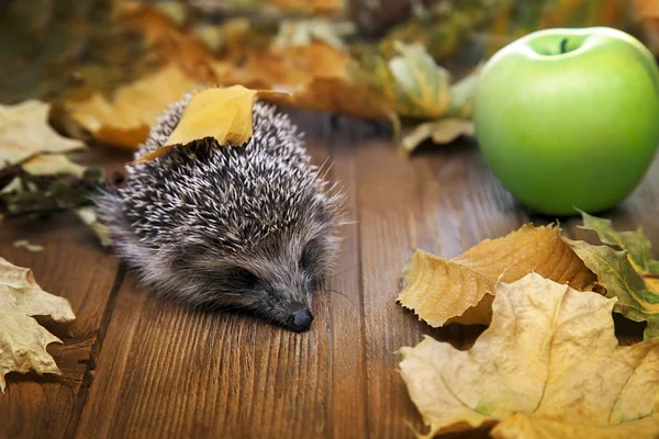 Young hedgehog in autumn leaves — Stock Photo, Image