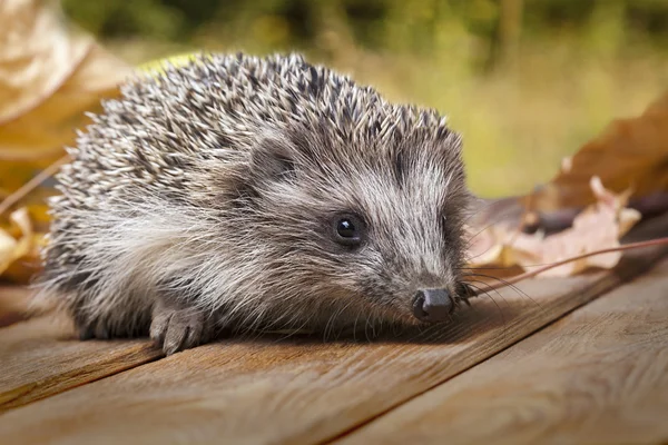 Young hedgehog in autumn leaves — Stock Photo, Image