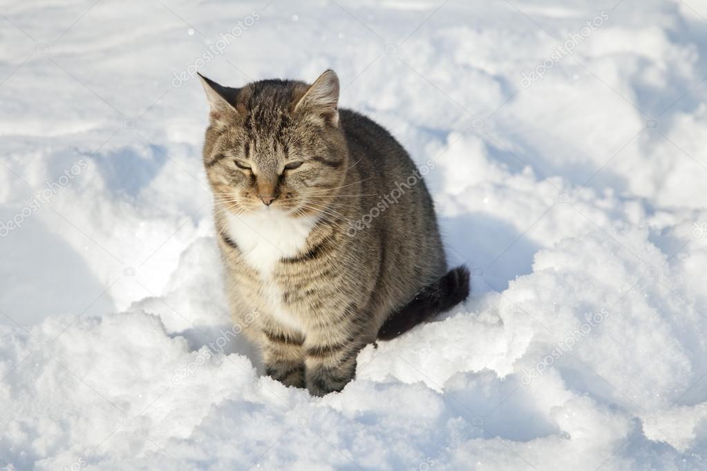 Fotografie Gatti Sulla Neve Gatto Siberiano Nella Neve In Inverno