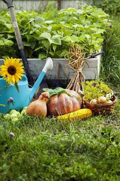 Riche récolte dans le jardin des hauts lits et des outils de jardin (Pu — Photo