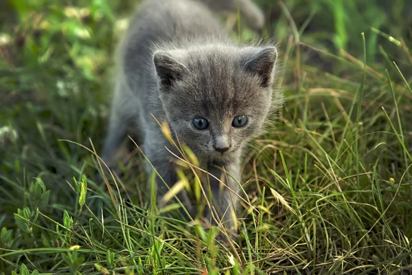 Beetje rokerige blauw cat in zomer groen gras — Stockfoto