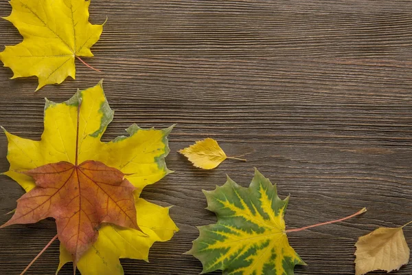 Otoño clasificado en el árbol con marco de hoja — Foto de Stock