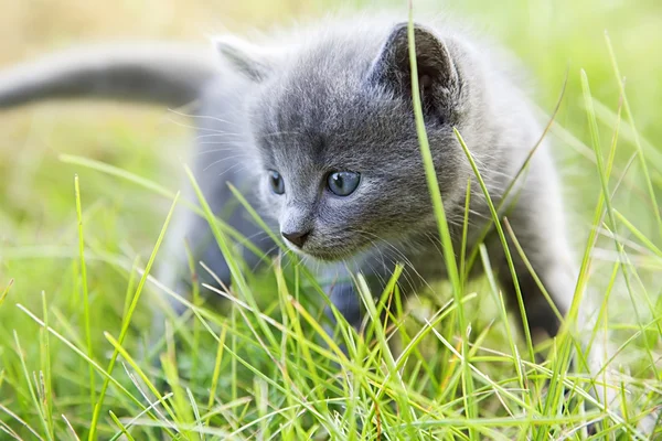 Küçük dumanlı mavi kedi — Stok fotoğraf