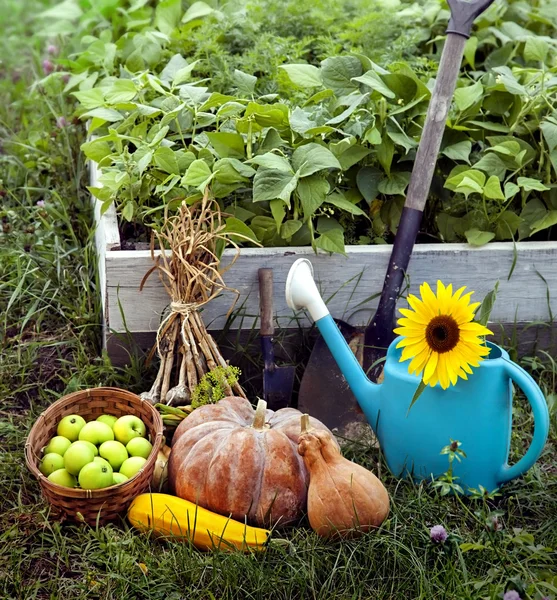 Riche récolte dans le jardin — Photo