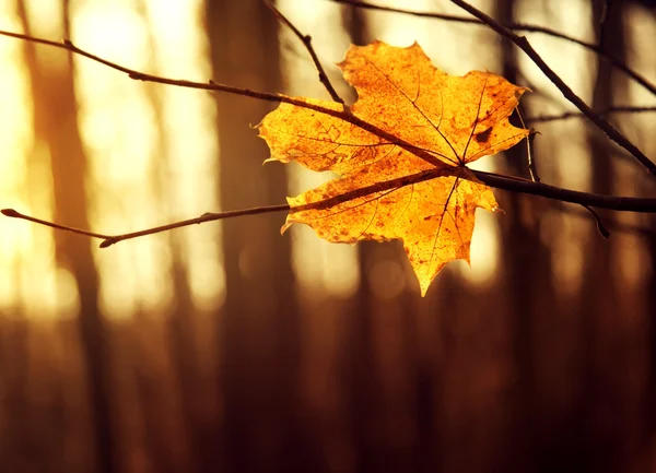 Dry autumn leaf stuck in forest — Stock Photo, Image