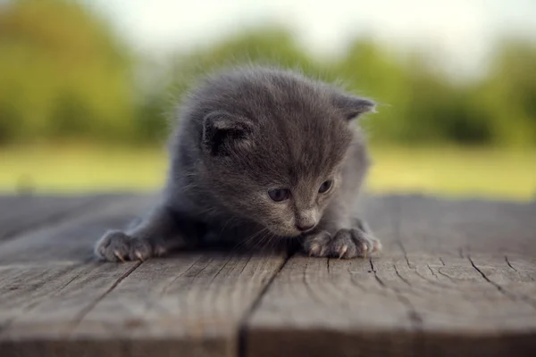 Gatito con un color ahumado y ojos azules al aire libre contra el bac — Foto de Stock