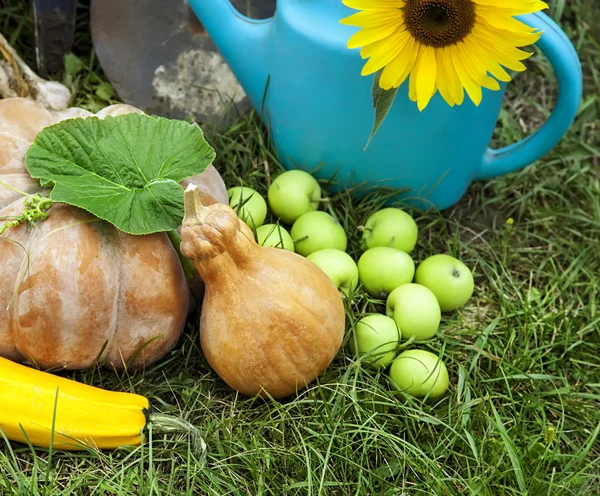 Rich Harvest in the Garden of the high beds and Garden Tools (Pu