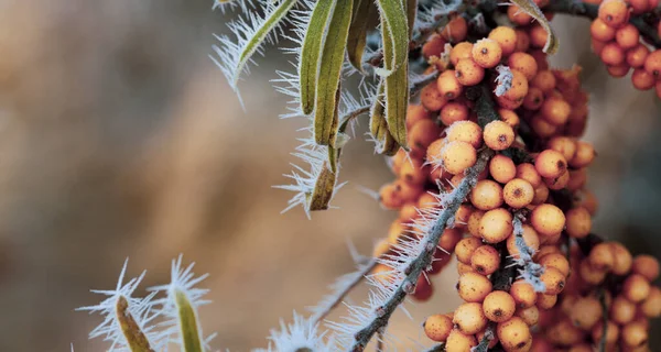 Sonbaharda Yaprakları Olan Bir Dalda Donmuş Deniz Dikenli Üzümler — Stok fotoğraf