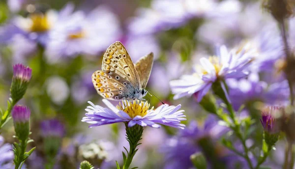 Aster Fiore Con Farfalla Bella Natura Sfondo Estivo Symphyotrichum Novi — Foto Stock