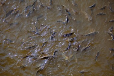 Göletin yüzeyinde çok balık var.