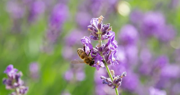 Abeja Polinizadora Flor Lavanda Lavandula Angustifolia — Foto de Stock