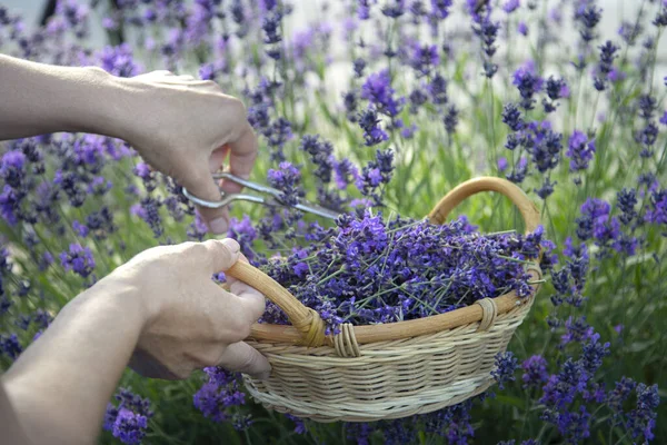 Mujer Recogiendo Flores Lavanda Atardecer — Foto de Stock