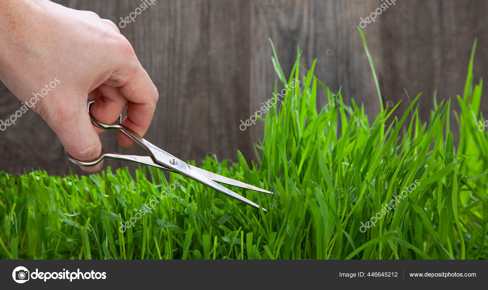 Man Cuts Grass Lawn Scissors Fresh Cut Lawn Stock Photo by ©chepko