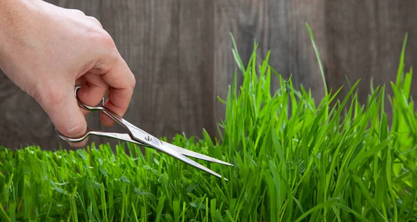 Man cuts grass for lawn with scissors, fresh cut lawn