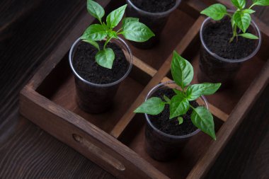 Tahta arka planda kağıt kaplarda dört tane dolma biber filizleri.