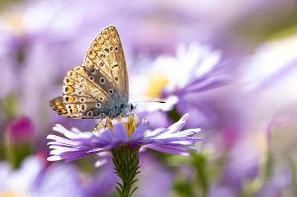 Aster Fiore Con Farfalla Bella Natura Sfondo Estivo Symphyotrichum Novi — Foto Stock