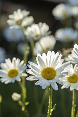 Bahçe arka planında beyaz papatyalar