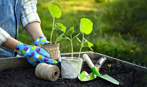 Woman Gardener hands in gardening gloves planting Sprouts in the vegetable garden. Spring garden work concept.