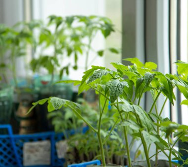 Pencere kenarında taze domates fideleri