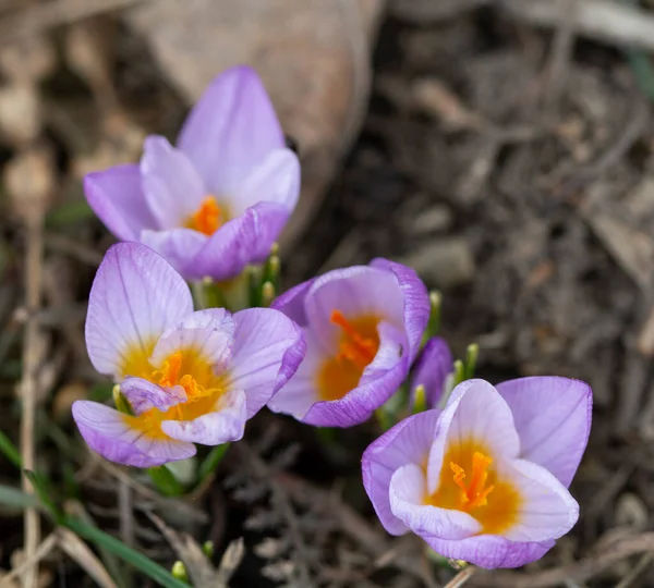 Kwitnące Purpurowe Kwiaty Krokusa Wiosnę — Zdjęcie stockowe