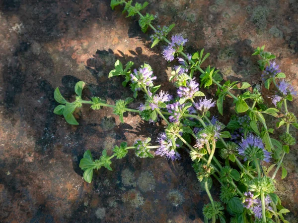 Menta Silvestre Sobre Fondo Piedra Vintage Mentha Pulegium Comúnmente Pennyroyal —  Fotos de Stock