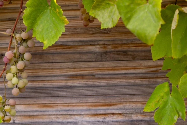 Bando Uvas Penduradas Vinha Dia Outono Fundo Madeira — Fotografia de Stock