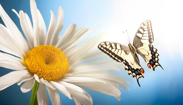 Πεταλούδα Κάθεται Ένα Λουλούδι Χαμομηλιού Έντομο Όμορφα Φτερά Κοντινό Πλάνο — Φωτογραφία Αρχείου