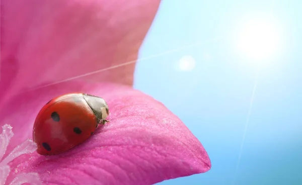 Red Ladybug Flower Sunny Sky Background Ladybird Petal Plant Summer — Stock Photo, Image