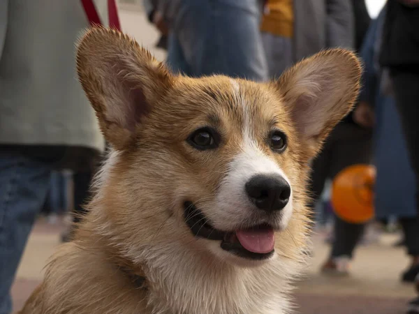 Pembroke Welsh Corgi Dog Mojado Durante Paseo Por Centro Ciudad Imágenes de stock libres de derechos