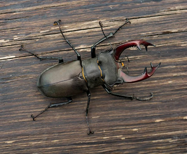 Male Stag Beetle Lucanus Cervus Wood Background — Stock Photo, Image