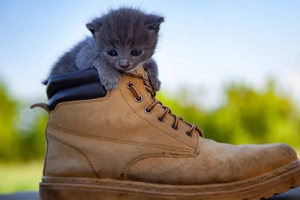 Gatinho Bota Pequeno Gato Cor Fumegante Olhos Azuis Verão Verde — Fotografia de Stock