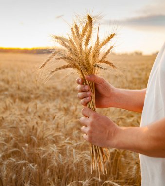 Yazın tarlanın arka planında insan eli buğday kulağı tutar.
