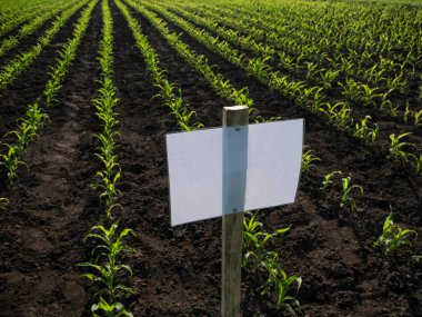 Tarım arazisinde kağıt tabela, taze filizler, plakalı tarla. Etiket panosu, eko çiftliği kavramı..