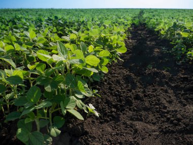 Toprak tarlasında yetişen yeşil kabak tohumları. Gün batımında bir tarlada tarımsal brokoli filizlenmesine yaklaş..