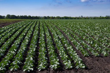 Toprak tarlasında yetişen taze lahana tohumları. Gün batımında bir tarlada tarımsal brokoli filizlenmesine yaklaş..