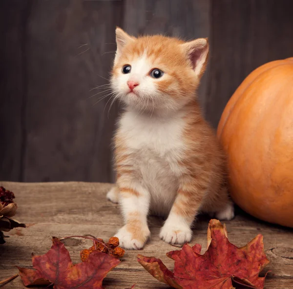 Halloween Pumpkin Jack Lantern Ginger Kitten Black Wood Background — Stock Photo, Image