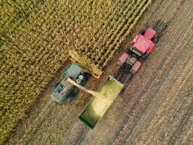 Hasat tarımı makinası altın olgun mısır tarlasını hasat ediyor. Tarım geçmişi. Yukarıdan. Hava görünümü.