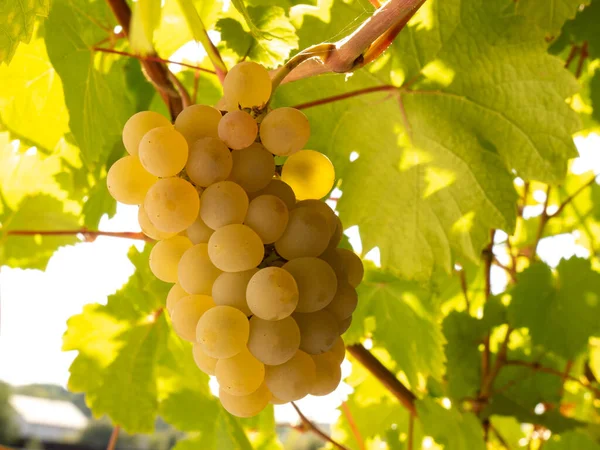 Bando Uvas Penduradas Vinha Dia Outono — Fotografia de Stock