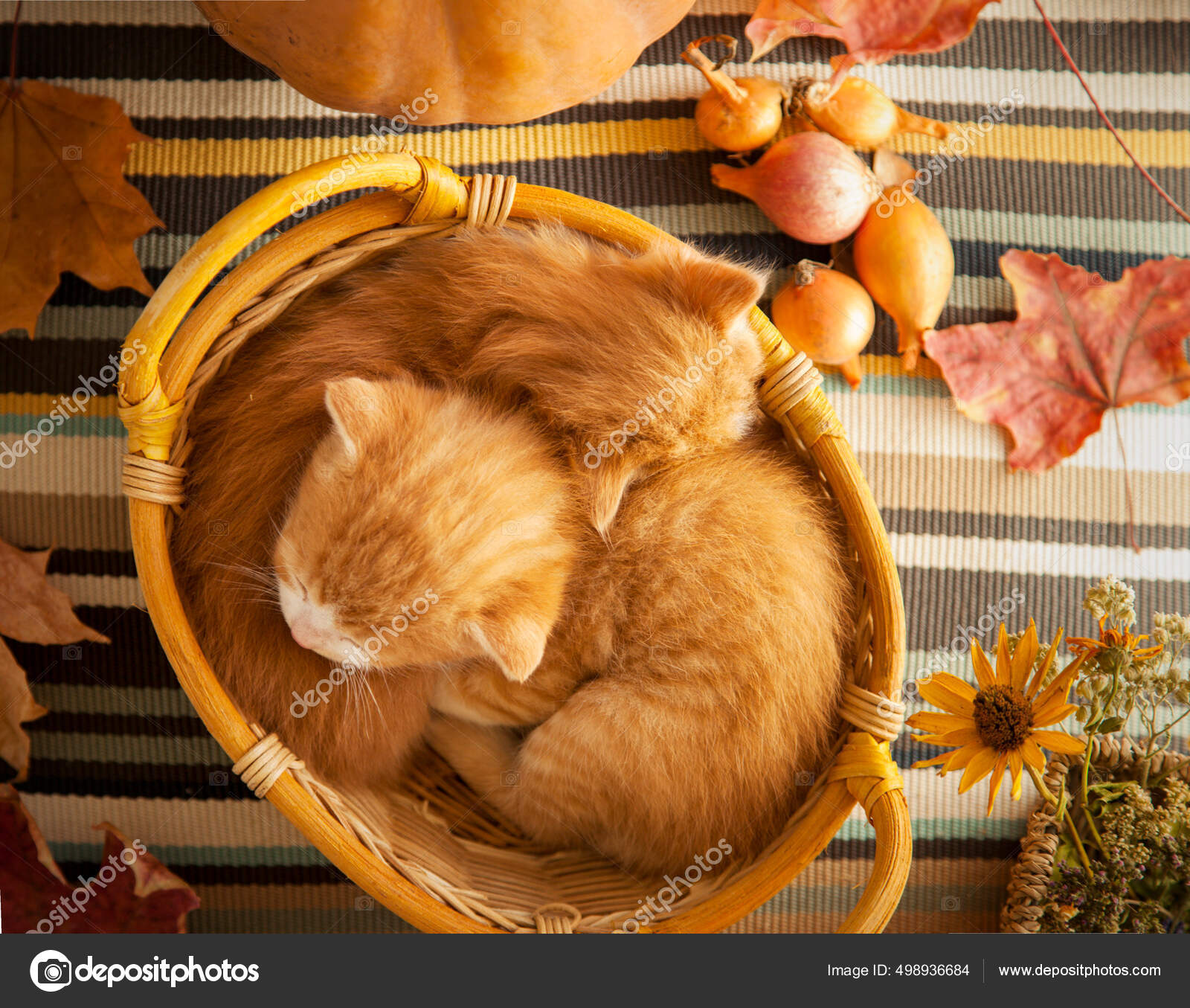 Thanksgiving Cats Basket