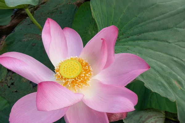 Ροζ Νούφαρο Lotus Στο Φυτό Νερό Μια Λίμνη — Φωτογραφία Αρχείου