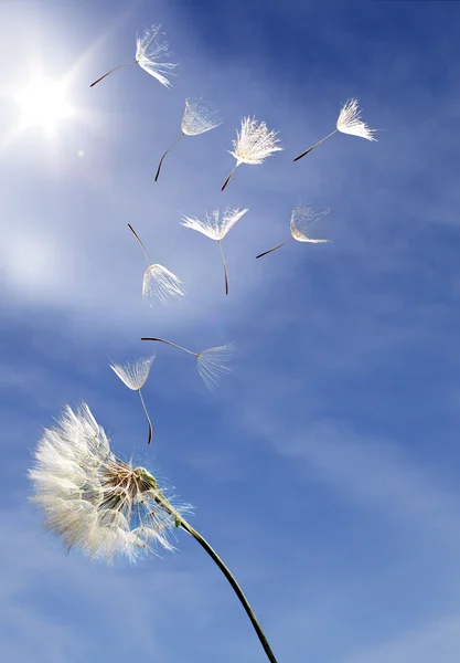 Летящие семена одуванчиков на голубом фоне — стоковое фото