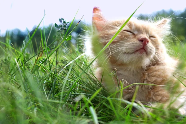 Yeşil çimenlerin üzerinde Kitten rahatla — Stok fotoğraf