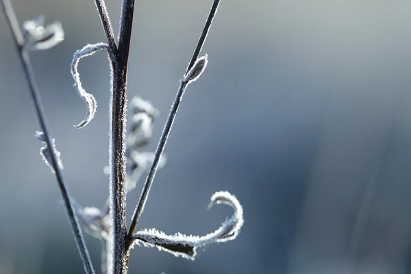 Planta congelada — Foto de Stock