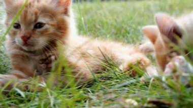 Yeşil çimenlerin üzerinde Kitten rahatla