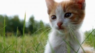 Yeşil çimenlerin üzerinde Kitten rahatla