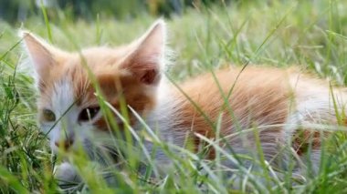 Yeşil çimenlerin üzerinde Kitten rahatla